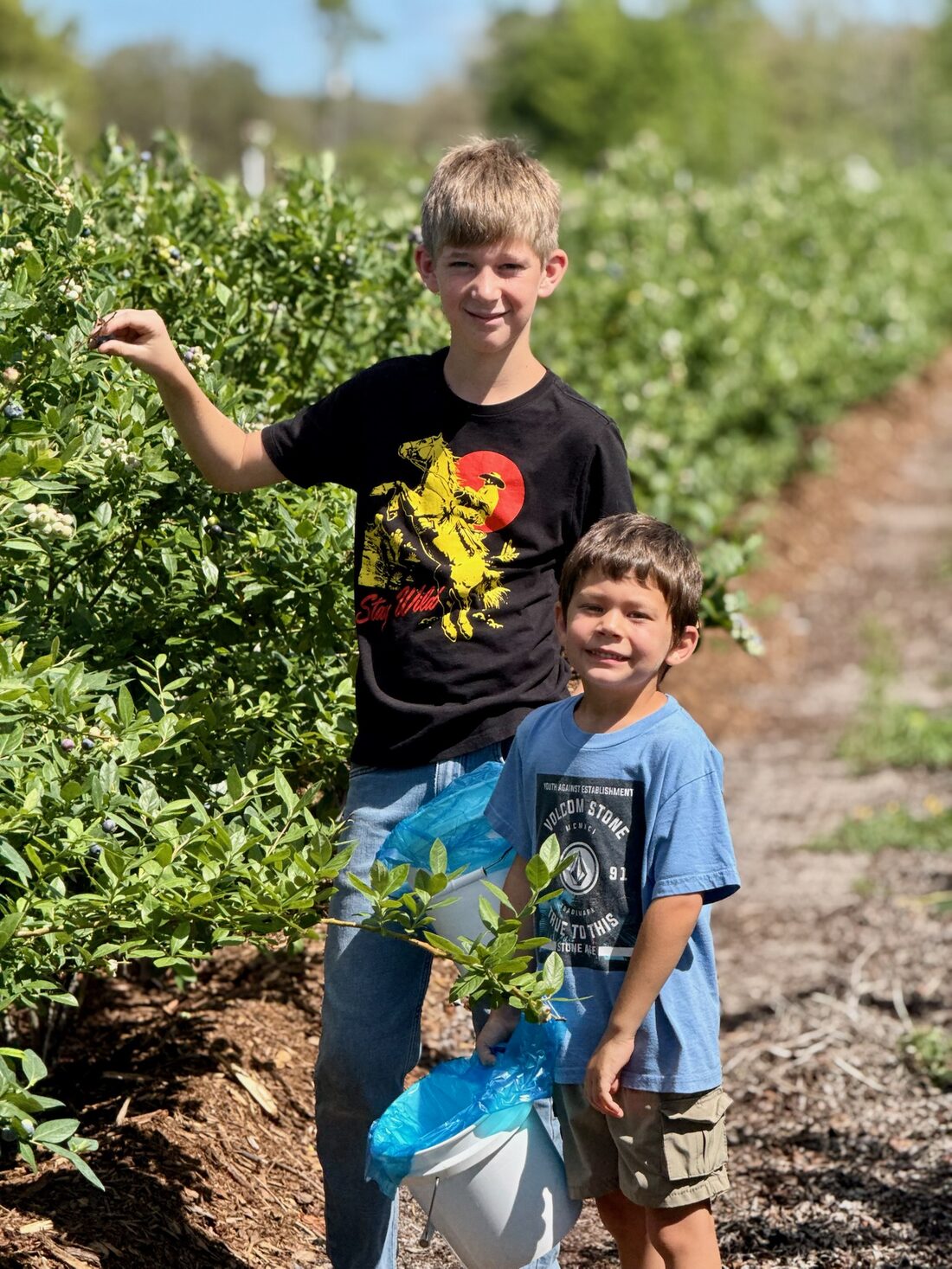 Two boys holding buckets while picking blueberries at a u-pick farm
