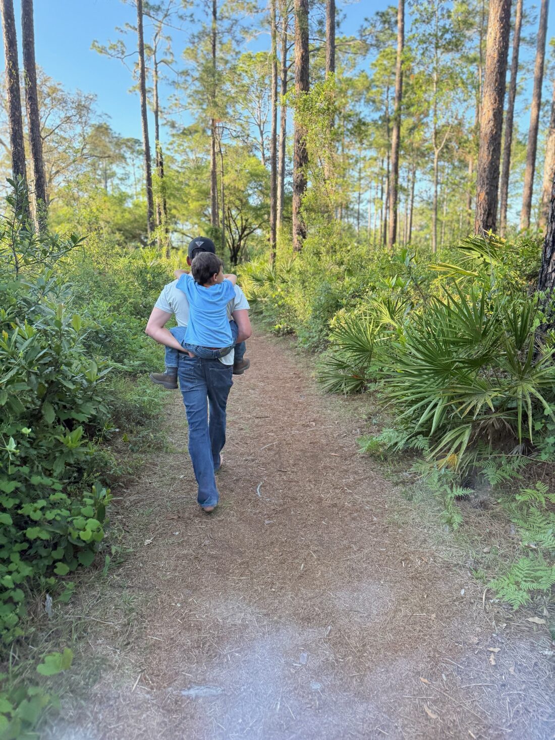 Florida country trail under old trees
